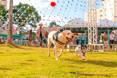 Uma festa junina boa pra cachorro, e pra gente também