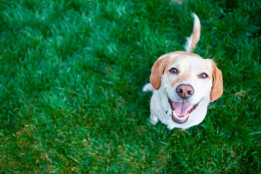 Setor Bueno ganha espaço para recreação de pets